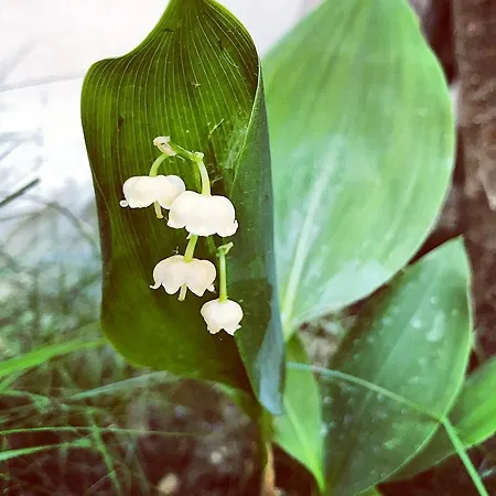 Frühstückspension Chemin Des Ormeaux 3*